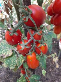 Pomodori d'Ischia paradicsom - Paradicsom különlegességek az Egzotikus Növények Stúdiója kínálatából